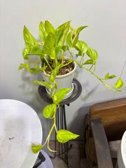 ポトス・エスプリ　陶器鉢植え　テルノシリーズ　ポトスの貴公子　イエロー　美しい　観葉植物　インテリア　グリーン