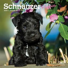 【輸入版】2024年 子犬のシュナウザー ミニ カレンダー / ブラウントラウト 17.8 x 35.6 cm (Schnauzer Puppies  Calendar)