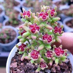SALE  多肉植物　ドロサンテマム　キラキラ　ルビー　抜き苗　1株