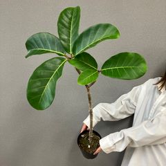 超希少❗️フィカス　リラータ　カシワバゴム　斑入り✨ 超希少❗️フィカス リラータ カシワバゴム 斑入り✨ - メルカリ