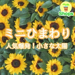 ひまわり　　再出品 CD8cmシングル』☆長渕 剛「ひまわり」※中古 - メルカリ