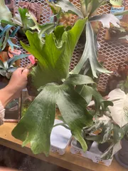 2025年最新】キッチャクードの人気アイテム - メルカリ