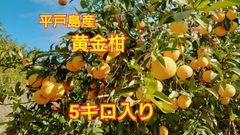 黄金柑　5キロ入り　平戸島産