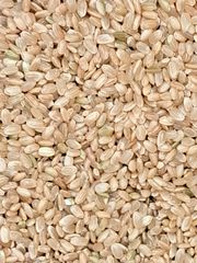 説明必読 R7年度 堆肥栽培 コシヒカリ 玄米24.8kg 超破格 訳あり米