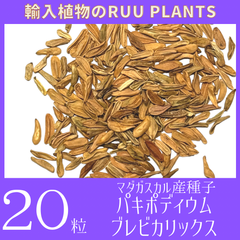 【20粒入り】種子 パキポディウム・ブレビカリックス Pachypodium brevicalyx