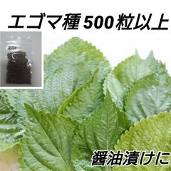 エゴマ黒種 500→1000粒以上【固定種】 shop