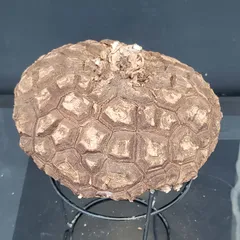 2025年最新】メキシコ亀甲竜の人気アイテム - メルカリ