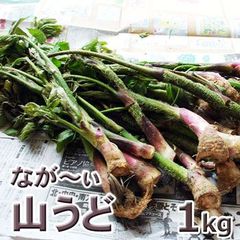 予約　大きい山ウド１ｋｇ（大小バラ詰め）　50～70㎝位