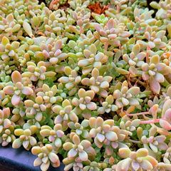 【ルビーネックレス】多肉植物セダム　姫秋麗30カット【育成説明書】