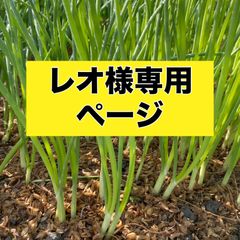 レオ様専用ページ‼️玉ねぎ苗