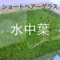 ショートヘアーグラス水中葉 200本 超