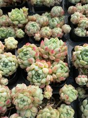 クリームベリー 抜き苗 多肉植物 群生 | Pay ID