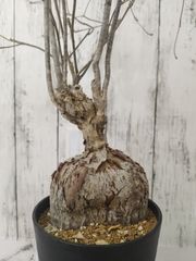 【希少 現地株 管理4年目 マダガスカル原産】ユーフォルビア ヘディオトイデス Euphorbia hedyotoides