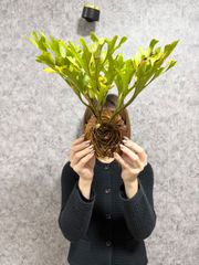 ゆうき様専用　板付け依頼【59 Lサイズ】 ▽P.ridleyi Wild Banten▽ リドレー　リドレイ【PLANET】ビカクシダ