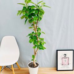 ［現品］97番　フィカス　アルテシマ　曲がり　8号　観葉植物　室内　大型　ゴムの木　おしゃれ　かわいい  斑入り　スタイリッシュ