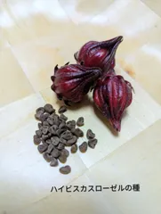 ハイビスカスローゼルの種　50粒