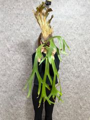 B28 ▽P.willinckii Wild Java▽ ジャワ島産　ウィリンキー　ワイルド【PLANET】ビカクシダ