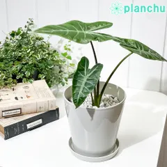 2025年最新】ロンギロバの人気アイテム - メルカリ