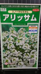 アリッサム スノークリスタル 種　３袋セット