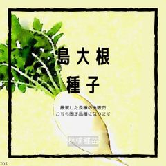 T03　沖縄　島大根の種　在来種　固定種　だいこん
