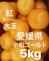 愛媛県産　宇和ゴールド紅　嵐ゴールド　河内晩柑　柑橘　5kg