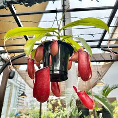 【現品】⑥ ウツボカズラ ネペンテス レディラック 食虫植物 5号 ハンギング 吊り鉢 ②