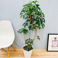 現品］【希少】5番 ドラセナ コンパクタ バリエガータ 7号 観葉