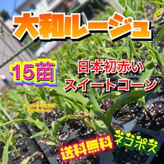 大和ルージュ　苗　日本初赤いスイートコーン　とうもろこし　野菜　畑　ガーデニング　家庭菜園