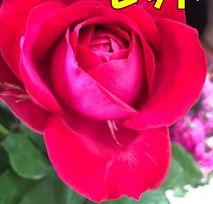 切り花　H3R4G3R1NNS3 R4DD5 赤色で香りがある希少品種 花弁の形がハート型★挿し木苗