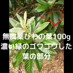 山に自生しているびわの葉の濃い緑のゴワゴワした葉の部分100g