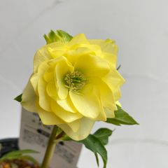 クリスマスローズ　開花株　4号ラベル苗【個体番号B-9】※メルカリ便発送