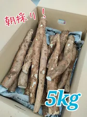 【採れたて直送】静岡県産の黄色甘味種キャッサバ芋20ｋｇ  #MANDIOCA 採れたて直送】静岡県産の黄色甘味種キャッサバ芋20kg （秋が