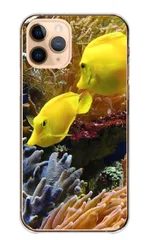 iPhone 13 iPhone13 ケース カバー アイフォン13 スマホケース ハードケース カクレクマノミ 魚 サカナ fish 熱魚 水族館 海 金魚 かわいい おしゃれ カラー03