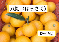 ジューシーすぎる八朔　12〜13個