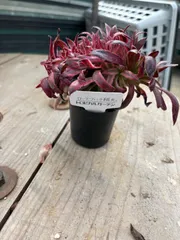 71#多肉植物アエオニウム錦❤️ 女神セッカ ❤️30cm拔き苗 1#多肉植物アエオニウム錦❤️ ニカ ❤️ 朝霞錦❤️1頭10cm拨き