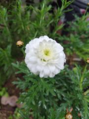 マーガレット 白 マルコロッシ 苗 ♡ただいまお花咲いています♡