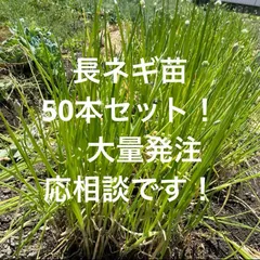 2026年最新】長ネギ苗の人気アイテム - メルカリ