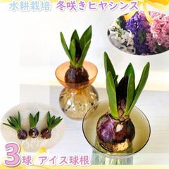 水耕栽培　冬咲きヒヤシンス　球根のみ！