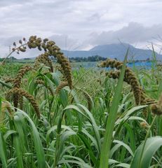 農enファーム北海道 - メルカリShops