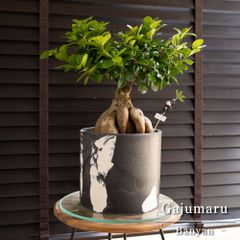 ガジュマル　ぴーすけ 運気UP ガジュマルの木 7号 マーブル樹脂鉢 ピック付 観葉植物