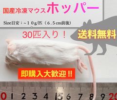 【送料無料】国産冷凍マウスホッパー 30匹入@即購入OK！北海道・沖縄の方も送料無料です！