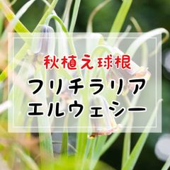 【球根】フリチラリア・エルウェシー／ 2球入（ラベル1枚付き）