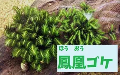 2025年最新】ホウオウゴケの人気アイテム - メルカリ
