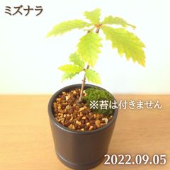 どんぐりの木　ミズナラの鉢植え　黒