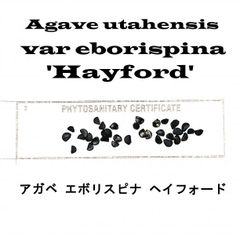 7月入荷 200粒+ アガベ ユタエンシス エボリスピナ ヘイフォード 種子 種 アガベ エボリスピナ アガベ・ユタエンシス「エボリスピナ」 3号ロング