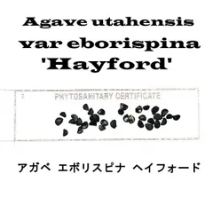 2025年最新】エボリスピナ 種子の人気アイテム - メルカリ