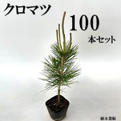 アロカリア シマナンヨウスギ苗木 シマ南洋杉 南洋杉 大型170❗ 2株