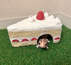 いちごのショートケーキなシェルター①