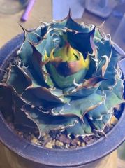 【専用】珍奇植物 ユーフォルビア ギラウミニアナ 現地球 発根済み 珍奇植物 ユーフォルビア ギラウミニアナ 現地球 発根済み