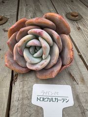 ラ・バンバ　　傷あり　エケベリア　トロピカルガーデン　多肉植物